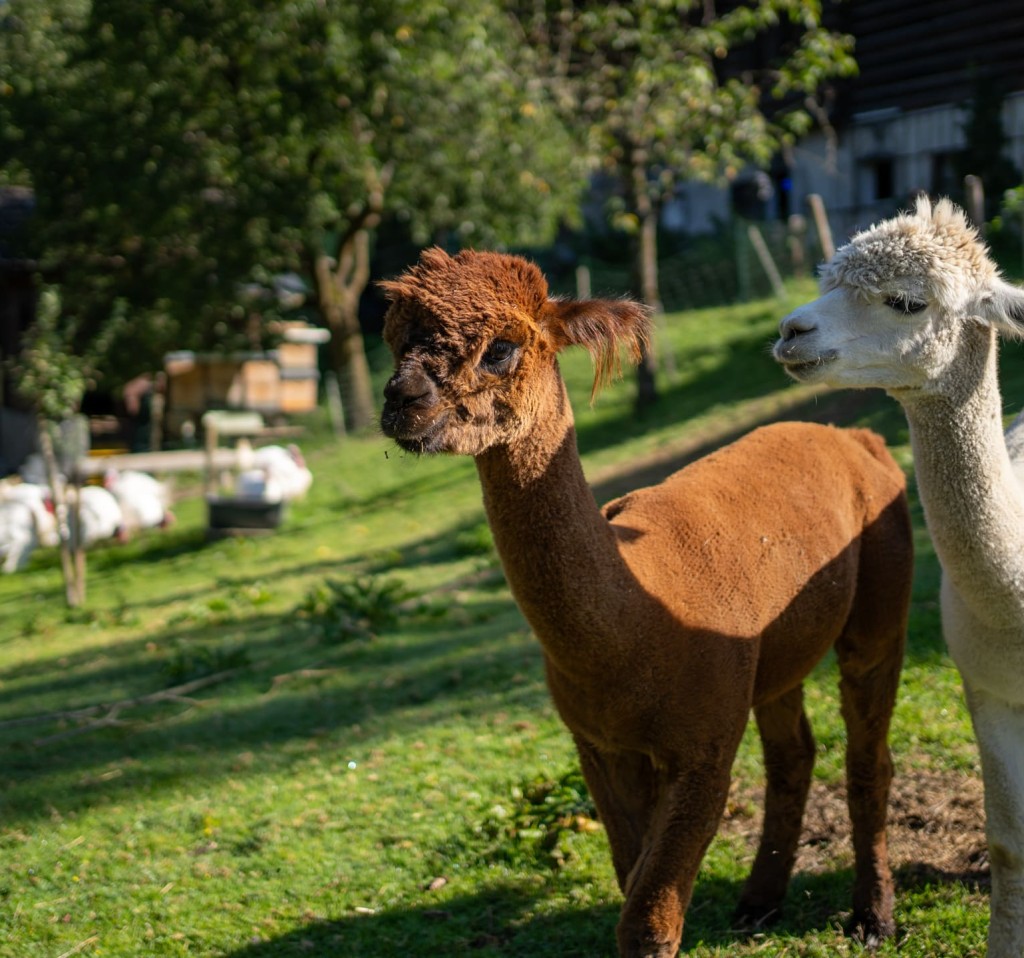 Alpakas zum Streicheln und Füttern