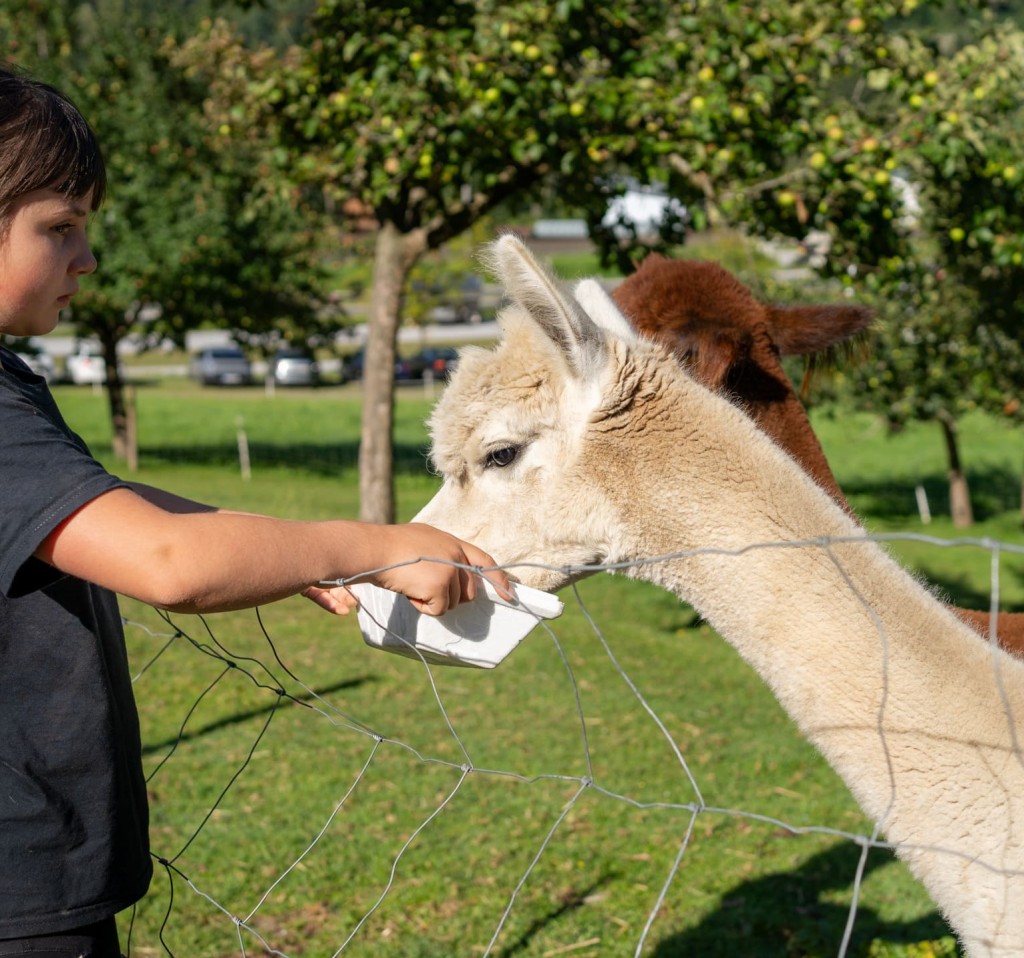 Auch Alpakas naschen gerne