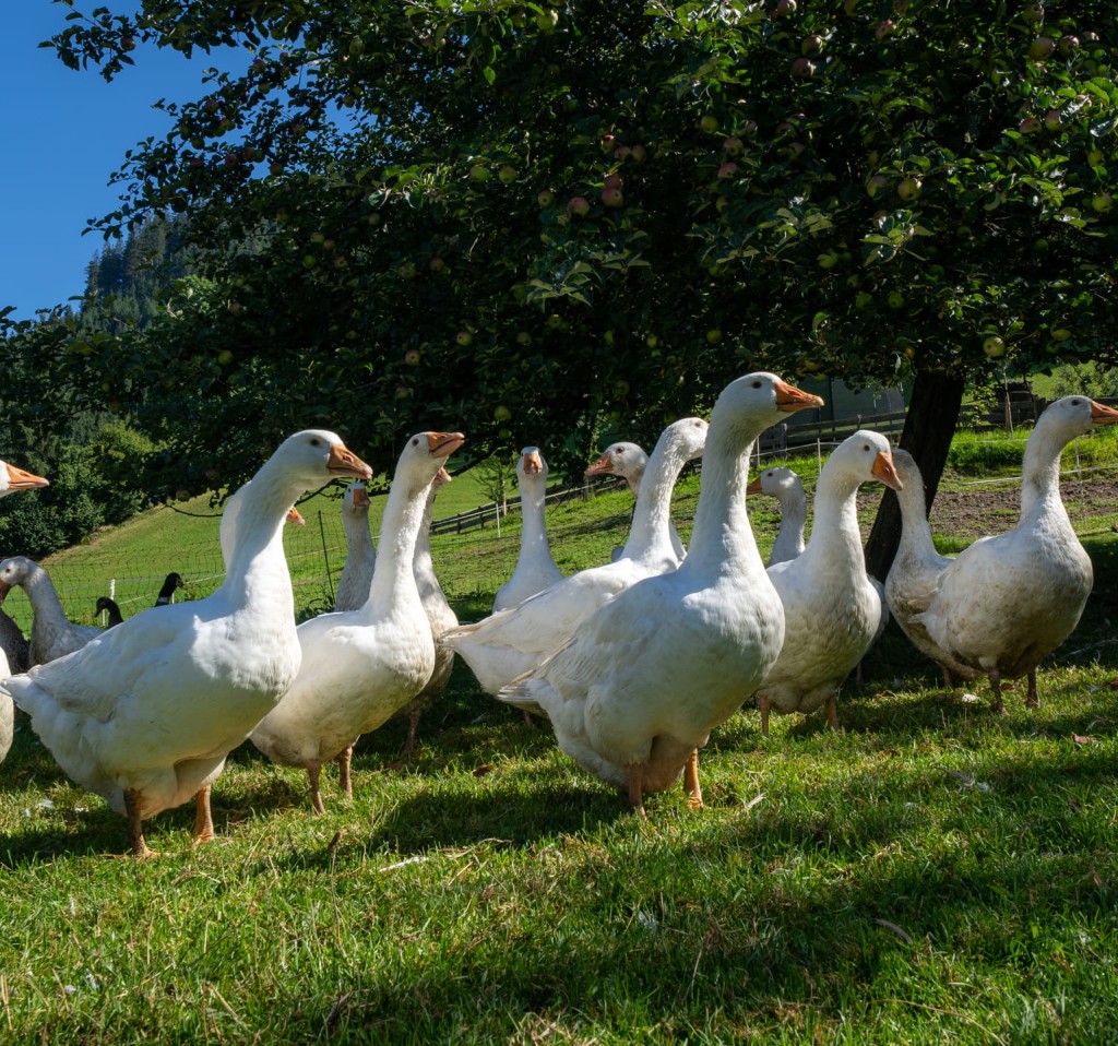 Enten im Ferienbauernhof Ortnergut