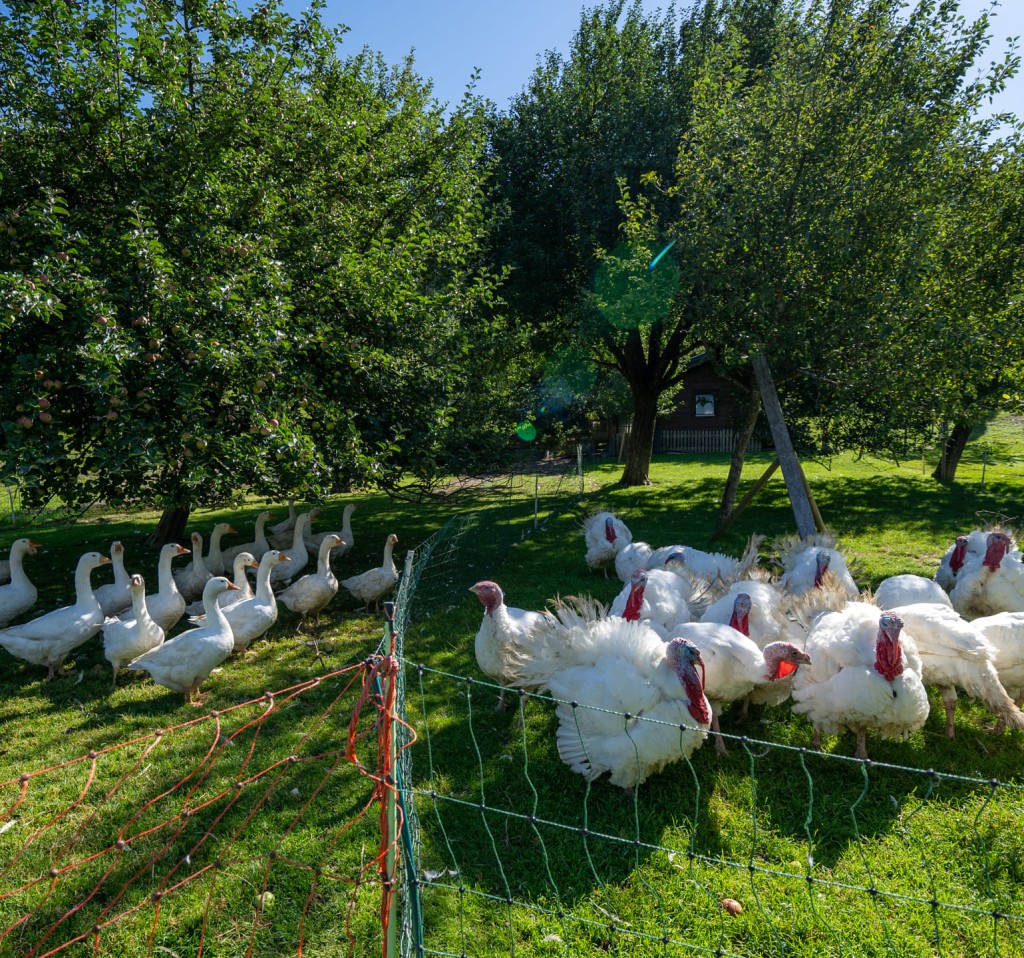 Enten und Truthähne