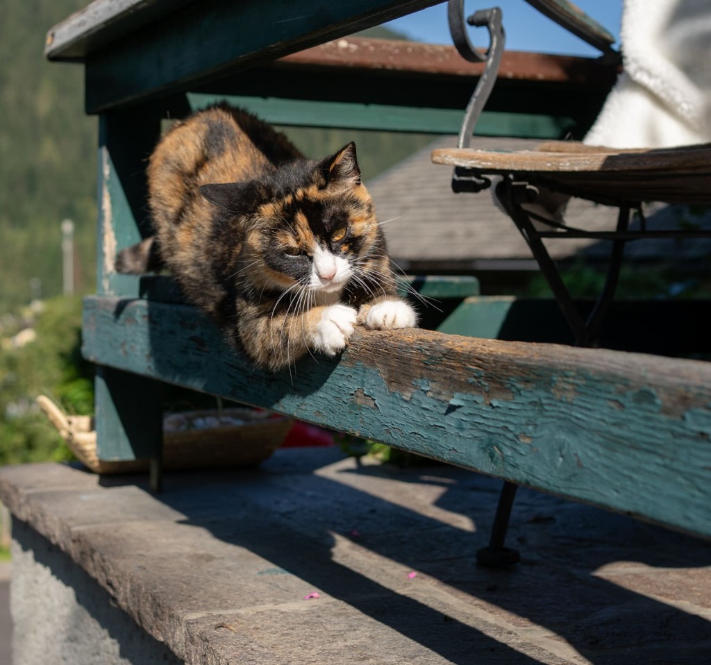 Katze auf der Sonnenbank