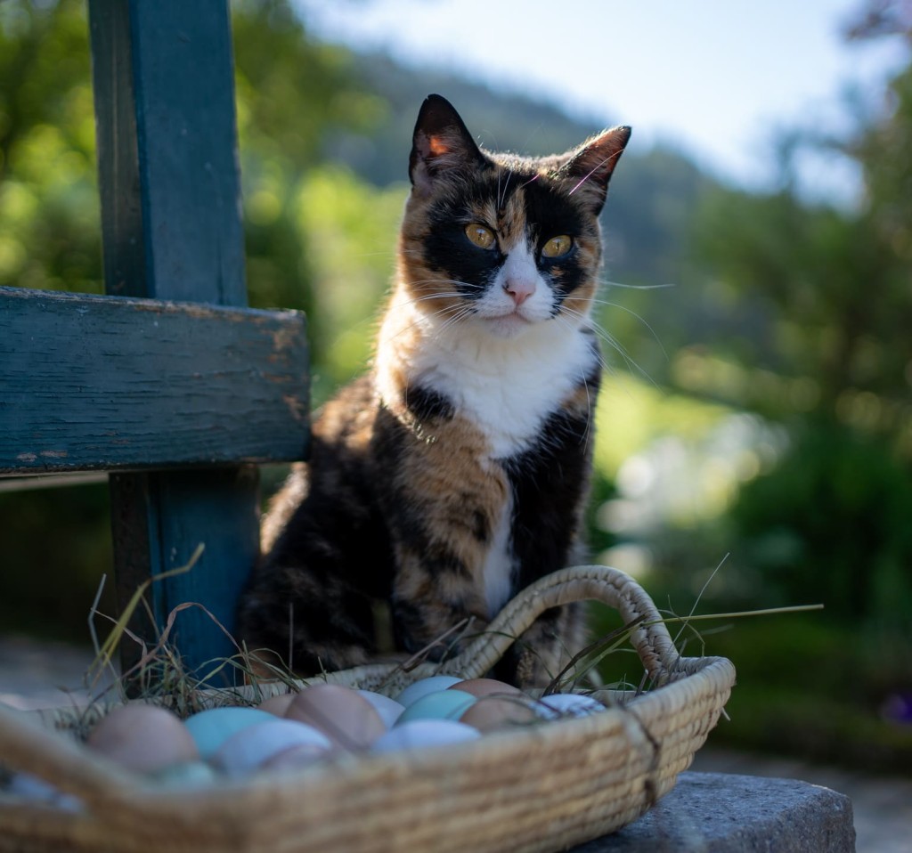 Katze bewacht die Eier