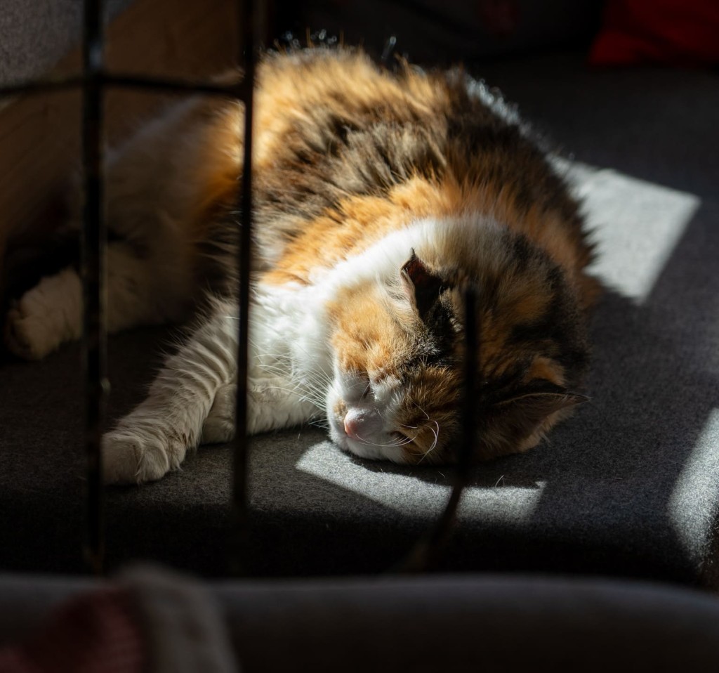 Katze beim Mittagsschlaf