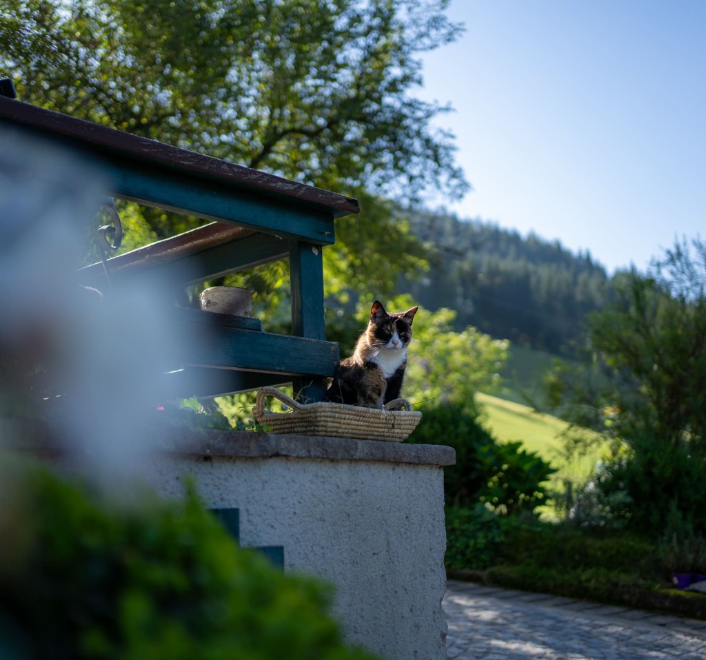 Katze hat den Überblick