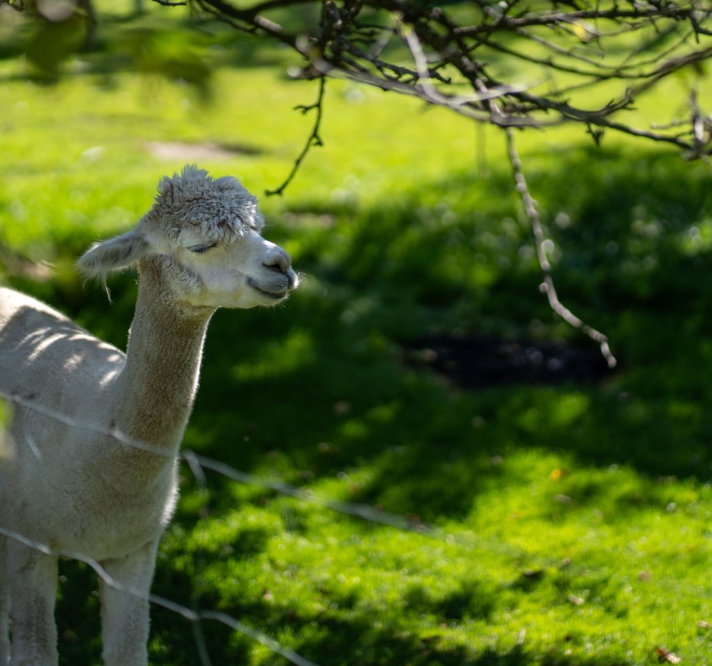 Kleines Alpaka