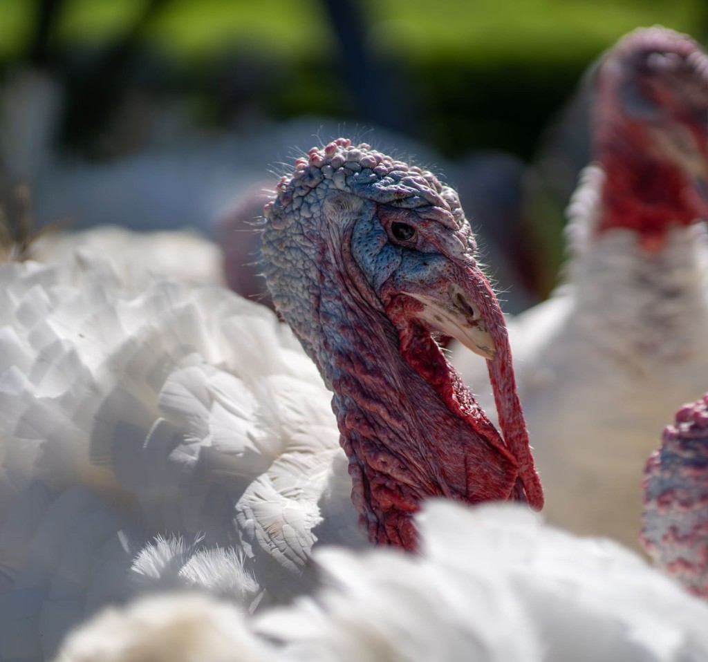 Truthähne und Puten am Ortnergut