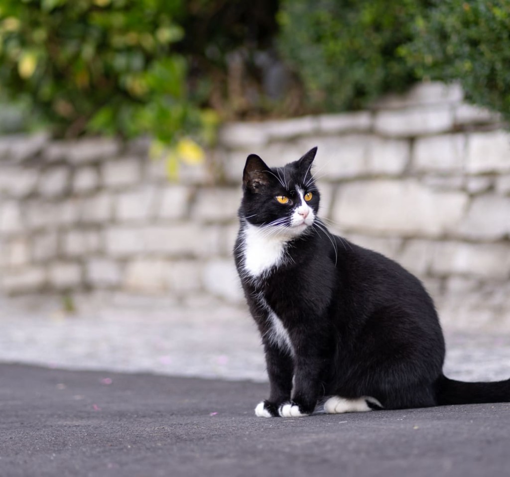 Katze zum Streicheln