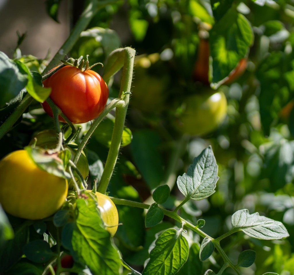 Sonnengereifte Tomaten