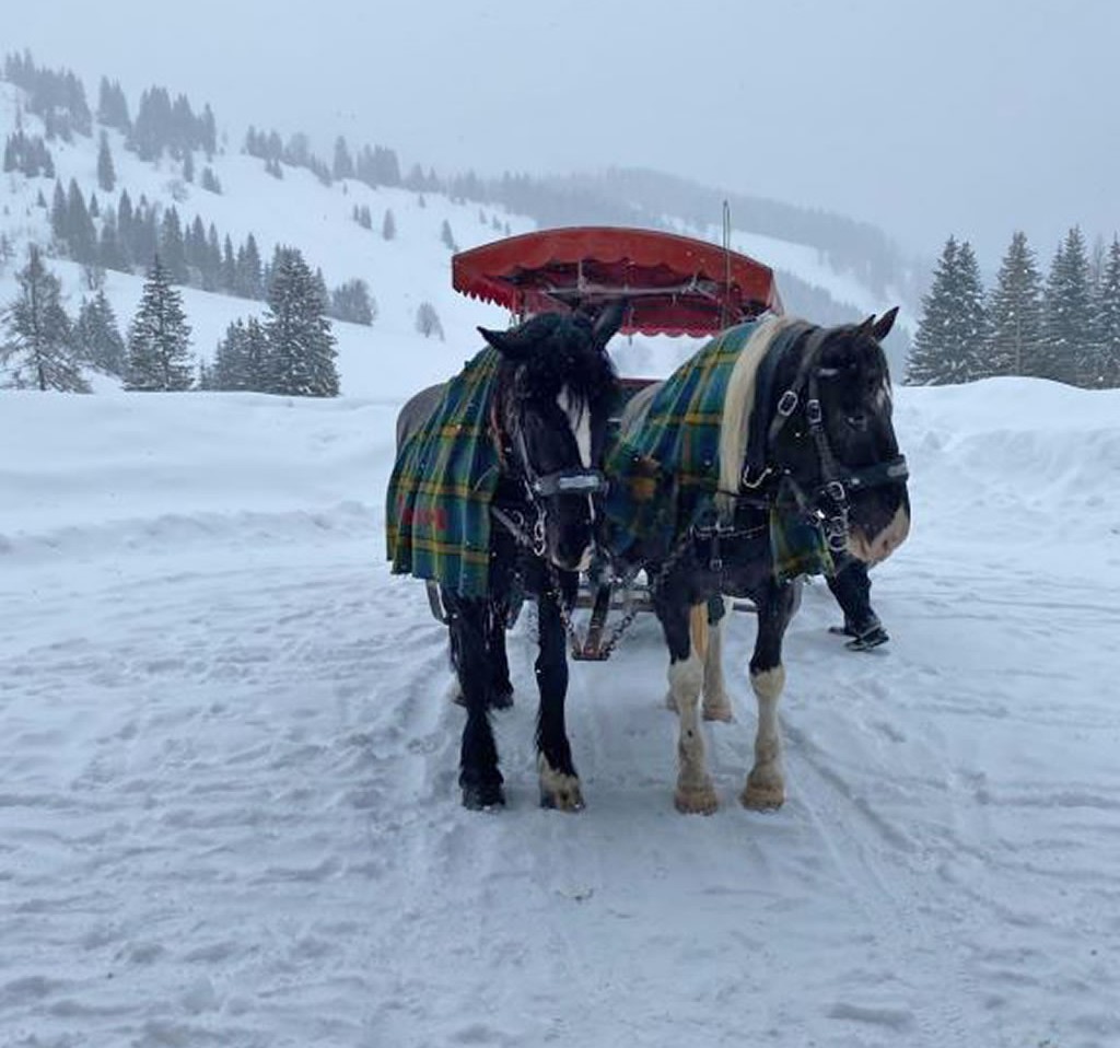 Pferdeschlittenfahrten 