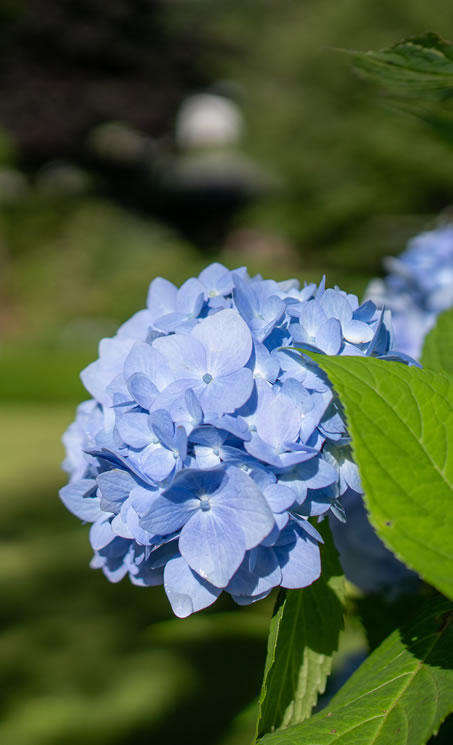 Blumen, Kräuter, Obst und Gemüse wachsen rund um den Bauernhof