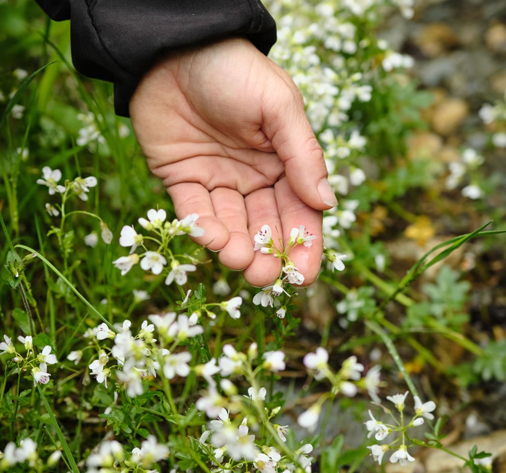 Kräuterwanderung © TVB Eben_O_MANS
