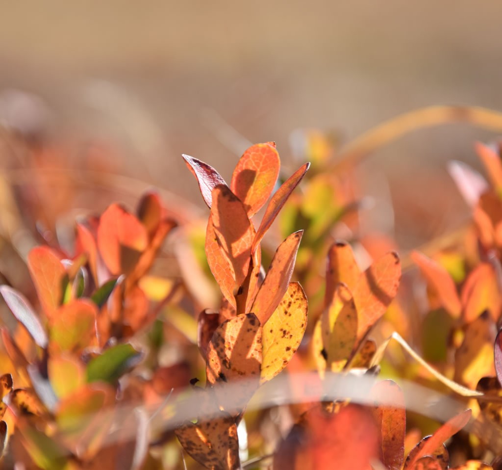 Bauernherbstpauschale im Ferienbauernhof Ortnergut © TVB Eben_Pfuner