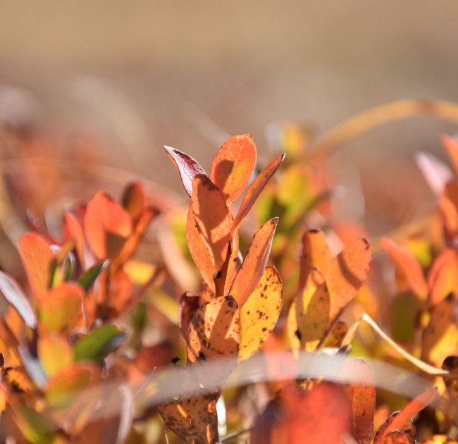Bauernherbst-Pauschale