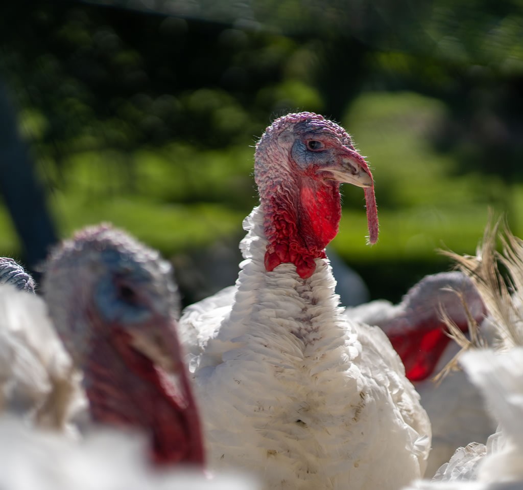 Truthähne und Puten am Ferienbauernhof Ortnergut