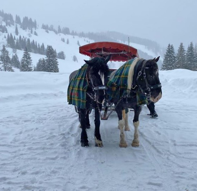Pferdekutschenfahrt, Pferdeschlittenfahrt bei den Hofalmen in Filzmoos
